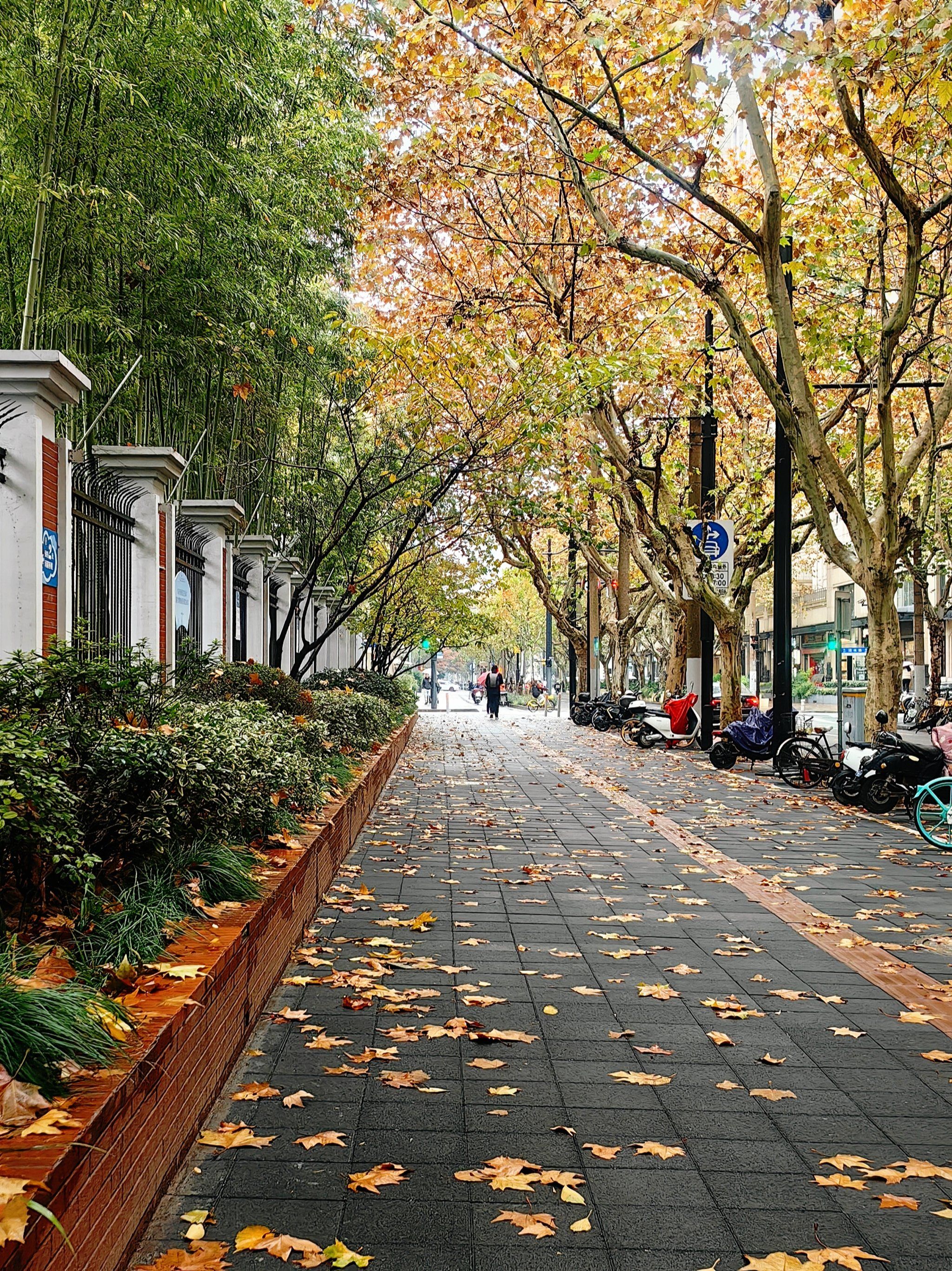 这个季节 街上的颜色很漂亮