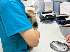 -中农国际动物医院24小时·猫科·骨科·急重症中心