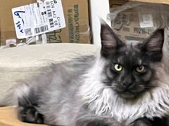 -瑞派康怡24h宠物医院·犬猫医疗中心·微创绝育(瑞景分院)