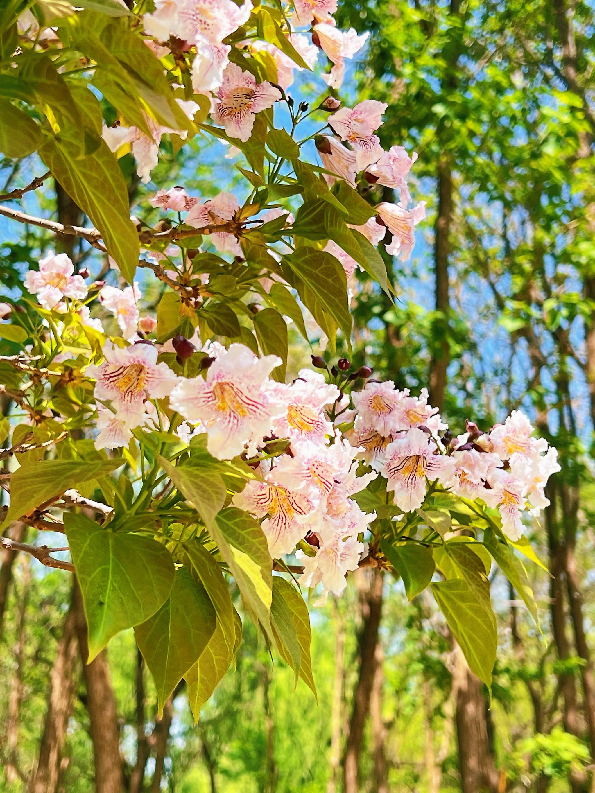 楸木树花图片图片