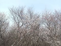 -明秦王墓遗址