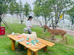 -金鸡湖桃花岛