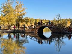 -金塔沙漠胡杨林景区