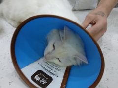 -贝利宠物医院·骨科·眼科·肿瘤转诊中心(南坪诊疗中心)