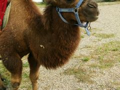-红栌温泉山庄生态美食餐厅