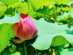 -陈家山荷花公园