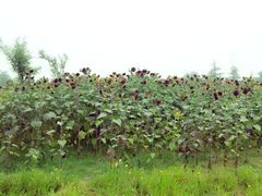 景点-郑州植物园