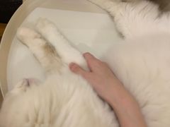 -滚猫咖啡·猫咖·猫友好撸猫(未来城店)