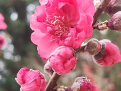 -桃花涧