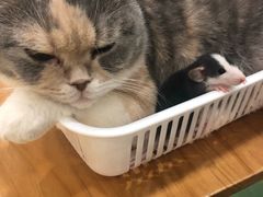 -藦茜花园宠物主题亲子互动体验馆(国顺东路店)