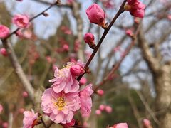 -梅花山(明孝陵内)