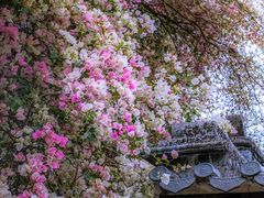 -深圳国际园林花卉博览园