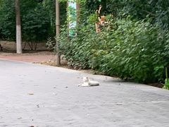 -大兴滨河森林公园