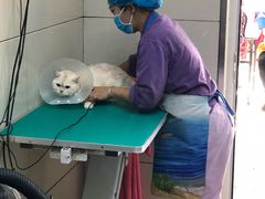 -北京观赏动物医院·24小时大型综合·猫专科·异宠专科