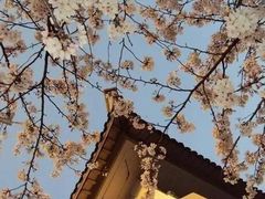 -武汉大学-樱园