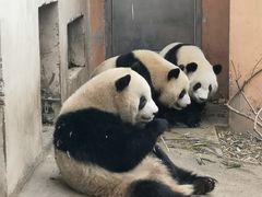 -宫廷糕点铺