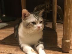 -more than meow吴止猫主题餐厅(承德 中船汇店)