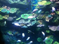 -暹罗海洋世界
