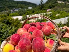 -桃源山庄·水蜜桃采摘·柴火鸡·烧烤团建(龙泉山店)