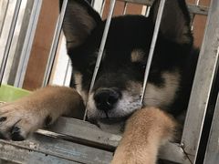 -柴犬高等学院·狗咖·柴犬售卖·宠物训练