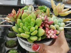 -鹿岛会员店 (龙湖三千集天街店)