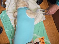 -北京观赏动物医院·24小时大型综合·猫专科·异宠专科