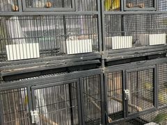 -中环花鸟鱼虫市场