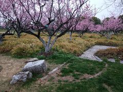 -上海海湾国家森林公园