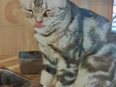 -共舞时光猫咖·狗咖(新街口店)