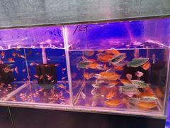 -秦美花卉(天朗·莱茵小城2期店)