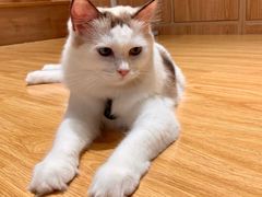 -啵啵喵·猫咖(攀华国际店)