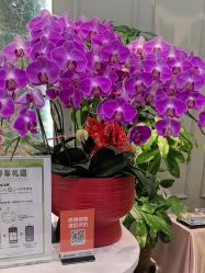 -伊丽汇