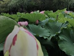 -陈家山荷花公园
