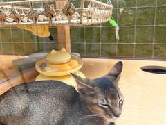 -帕帕拉兹宠物(亚洲旗舰店)