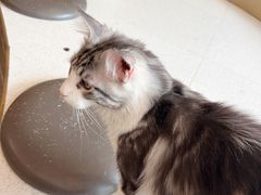 -飞行喵MR PILOT|猫舍·猫咖(静安大融城店)