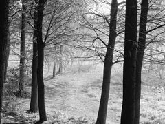 -贡湖湾湿地公园