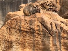 -昆明动物园