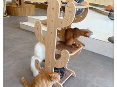-飞行喵MR PILOT|猫舍·猫咖(静安大融城店)