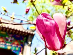 -护国法轮寺