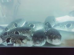 -天正河鲀·河豚亭(大连店)