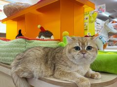 -帕帕拉兹宠物(亚洲旗舰店)