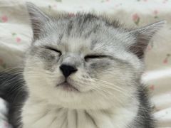 -博特宠物医院24h犬猫全科.骨科·异宠