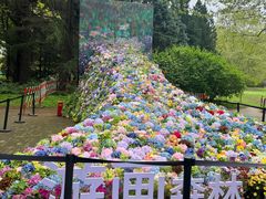 -上海共青森林公园