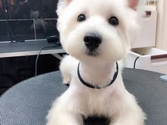 -小尾巴宠物店(万科·金域华庭店)