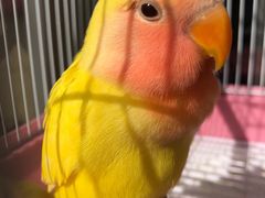 -证大大拇指广场(芳甸路店)