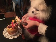 -百好乐宠物友好餐厅(朝外大街店)