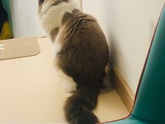 -猫在这儿猫咪咖啡馆·撸猫馆