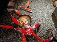 -0776食堂·京城创意菜(七里庄店)