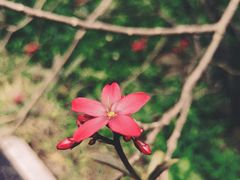 -广西壮族自治区药用植物园