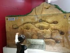 -上海昆虫博物馆